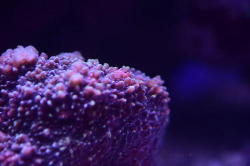 8AB154C0-24AC-4DB4-A2EF-67A82F4B277B.jpeg