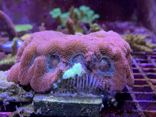acanthastrea heliaen der tabte kampen taget den 28-10-19