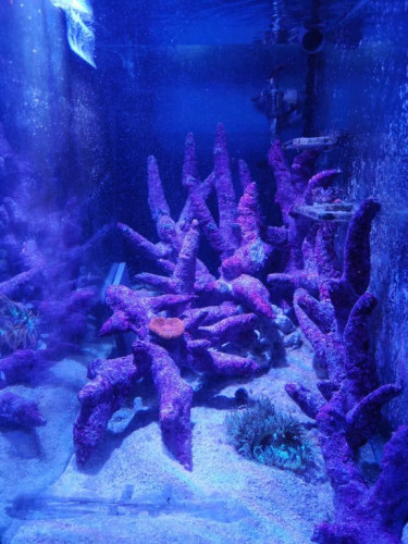 sump 1.jpg