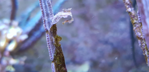 Pterogorgia spp. Jeg håber at polypperne bliver større. Får den større polypper, skal jeg nok prøve at huske at lægge et billede ind.