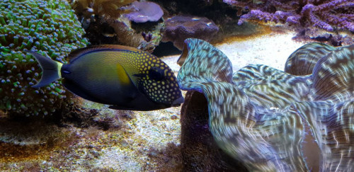 Acanthurus maculiceps.