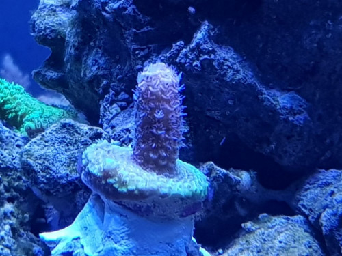 Bonuskorallen fra 17.07.18. Da jeg købte koraller fra Euro Corals første gang, fulgte der en gave med. Det var en lille pind på ca 3 cm. Ingen farve, men i fin stand. Sikkert en der var klippet ned, eller var en rest fra et afklip. Den har nu udviklet sig til at være en rød millepora. Den har stået i skyggen af min Cali tort der virkelig var vokset meget. Da Cali tort blev flyttet og den fik lys, har den fået farve og vokser ret godt.