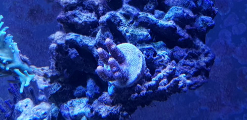 Fra 18.11.18 Blood red mille. Fra Euro Corals. Lavede først et stort fundament og begyndte derefter at skyde flittigt.