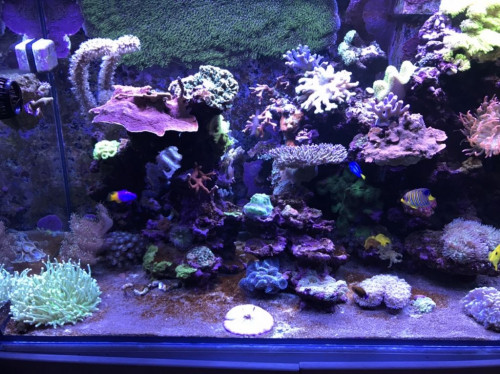 4AF99A9B-20AE-46C7-B5DB-2E5AB3302410.jpeg (176.27 KiB) Vist 3096 gange Baljen på vej tilbage efter et mindre crash. Go jul røvhuller! Også til dem jeg ikke kender!