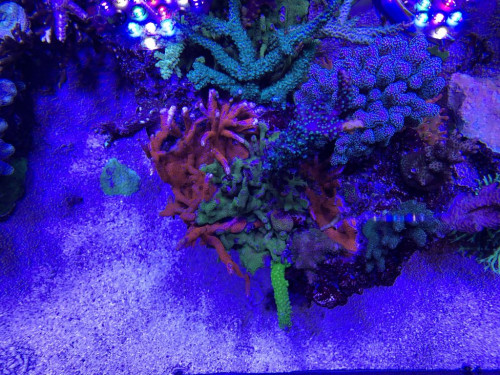 B427594D-6C25-4ABF-B9F1-C7EE1ACED10B.jpeg