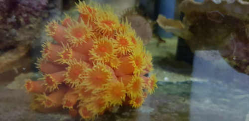 Tubastrea 23.12.19.jpg (55.99 KiB) Vist 2968 gange Glædelig Jul fra Ganløse revet.