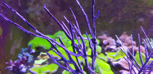 Pterogorgia anceps. Angular sea whip eller purple sea blade.