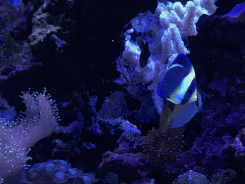 C6F62376-DF43-4D95-B6D8-CC28518FC82F.jpeg (100.93 KiB) Vist 3026 gange Chaetodontoplus doboulayi