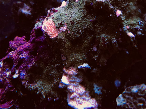 C1780686-B8EA-4D06-B12A-235AABD6A21A.jpeg