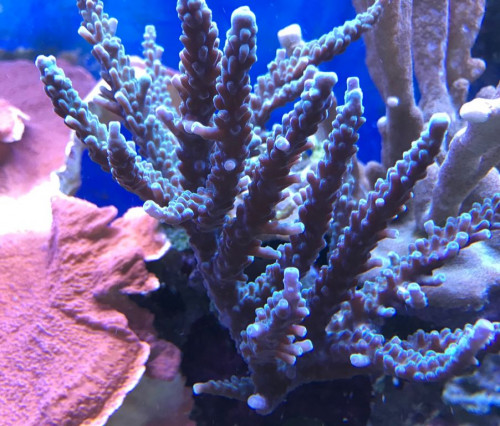212407AE-0AD3-4AD2-81D0-68125EC9F5D8.jpeg