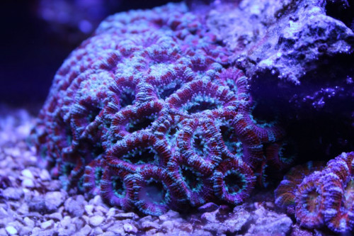 Acan 6.JPG