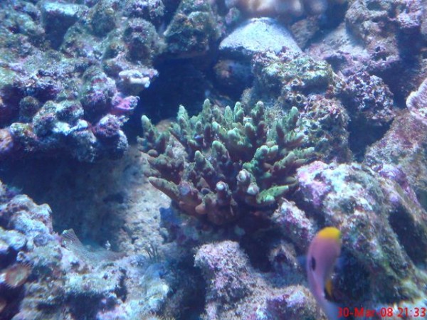 acropora grøn