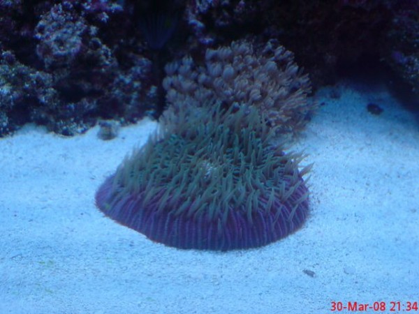 fungia