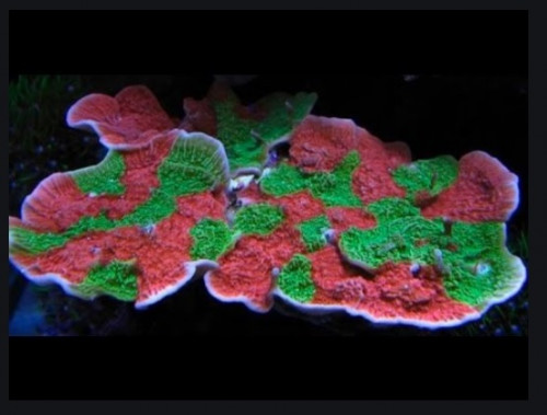 montipora.jpg