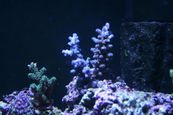 blå Acropora