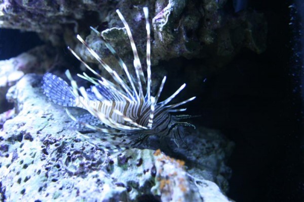 Pterois volitans
