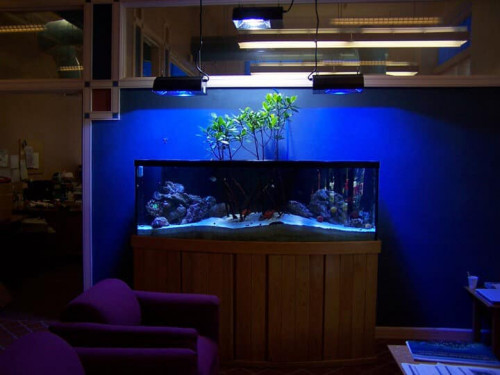 Mangrove setup. De kan stå ret dybt.
