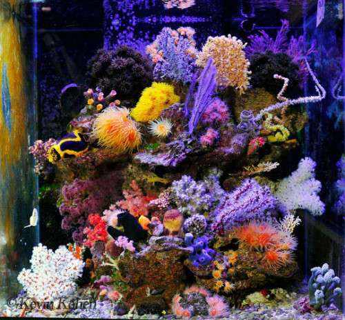 Specialakvarie til NPS koraller. Billede lånt.