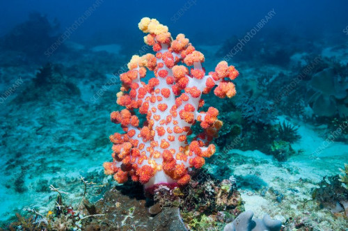 Dendronepthya. En af de koraller man skal lade blive i havet. Den er stort set umulig at holde i et akvarie.