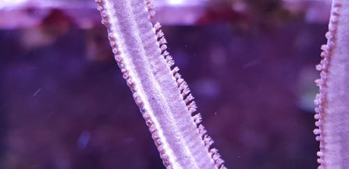 Nærbillede af de små polypper hos Pterogorgia citrina. De er placeret på kanterne af grenen. Selve midten (bladpladen) er helt uden polypper.