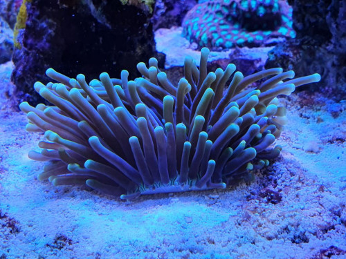 Heliofungia