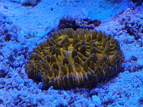 Cycloseris