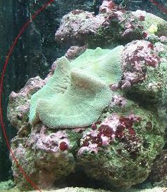 gr%C3%B8n%20t%C3%A6ppeanemone%20incl_%20stor%20sten%20500%20kr.JPG
