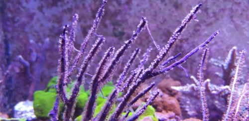 Pterogorgia anceps under shedding. Det foregår løbende og er mindre spektakulært end P.citrina.