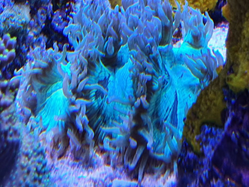 Vidunderkoral