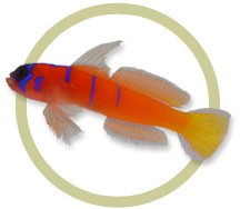 Catalina Goby.jpg