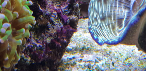 Jeg bruger ofte skelettet fra en større død koral som fundament i revet. Der er et sted som cyano gerne sætter sig på. Det blæses nemt væk.
