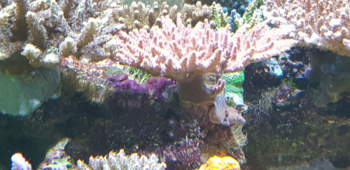 Cyano sætter sig på ls under korallerne. Her børstes det væk løbende, men mindst hver anden uge. Dette for at give de bakterier jeg tilsætter, en flade de kan sætte/hæfte sig på.