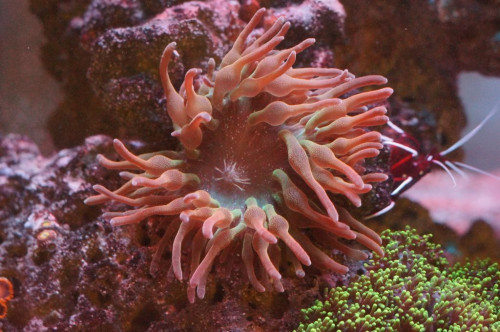 Anemone