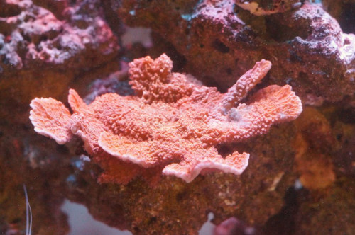 Montipora