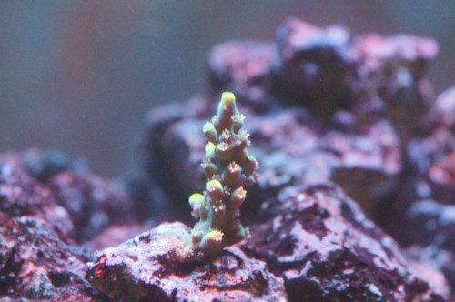 Acropora Pikachu