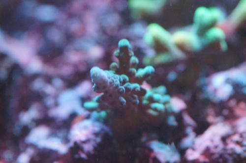 Acropora sp. Vibrant Blue