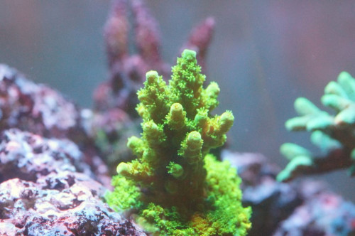 Acropora sp. Neon