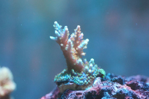 Acropora &quot;ukendt&quot;