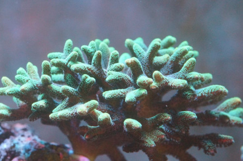 Acropora Birdsnest grøn