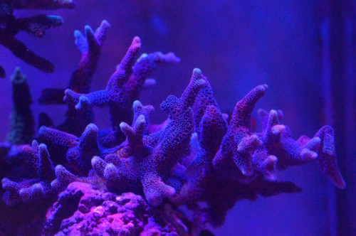 Acropora Birdsnest blå