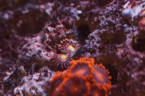 Zoa