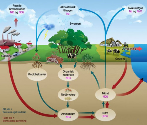 Et billede af nitrogen kredsløbet (også kaldet nitrogencirklen fordi det går i ring). Glimrende illustration der viser de enkelte trin. Det er en ”ongoing process” der hele tiden kører i akvariet. Det er nitrogencirklen der skal startes op i forbindelse med opstartsfasen. Det er vigtigt for akvariets videre succes, at den kommer rigtigt i gang. Billede lånt.