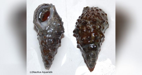 Cerithium strercusmuscarum En snegl der også skulle spise cyano. Billede lånt.
