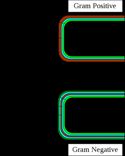 Glimrende illustration der viser forskellen på bakteriernes ydre skal. Viser tydeligt forskellen i opbygningen af en gram positiv og en gram negativ bakterie. Lånt fra Wikkipedia.org