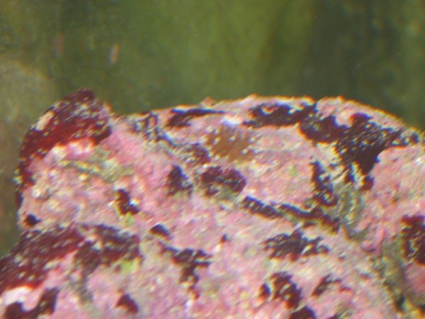 Billede 011.jpg