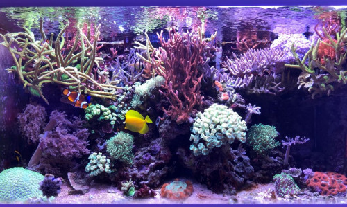Akvarium 2020.10.jpg