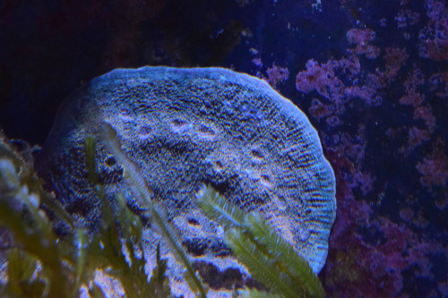 Massiv CharliceDSC_0496.JPG