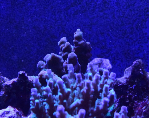 Bagerste acropora.IDJPG.JPG