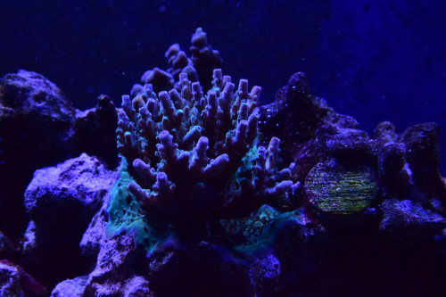encrusting acropora2.JPG
