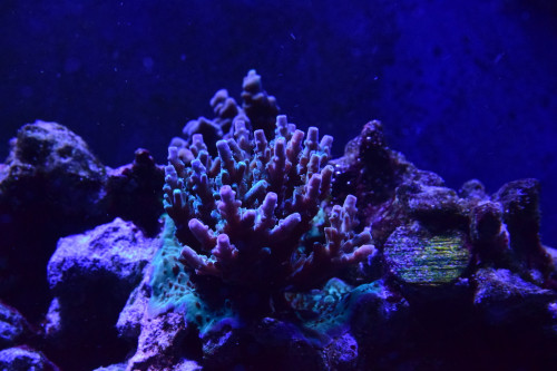 encrusting acropora.JPG